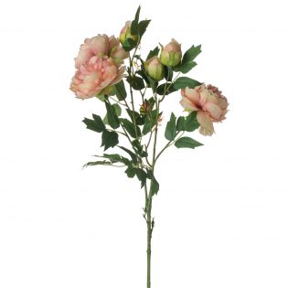 F4697-PEAC